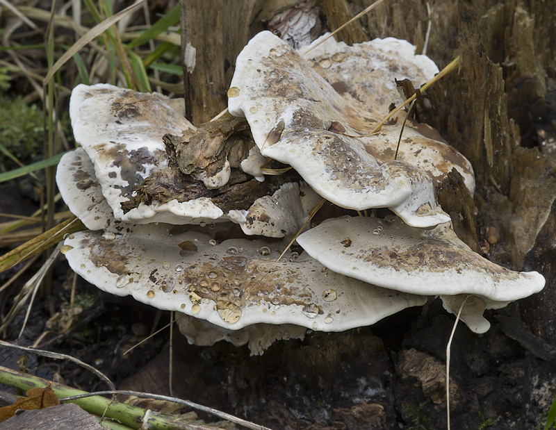 Bjerkandera fumosa